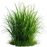 আগাছানাশক (herbicide)